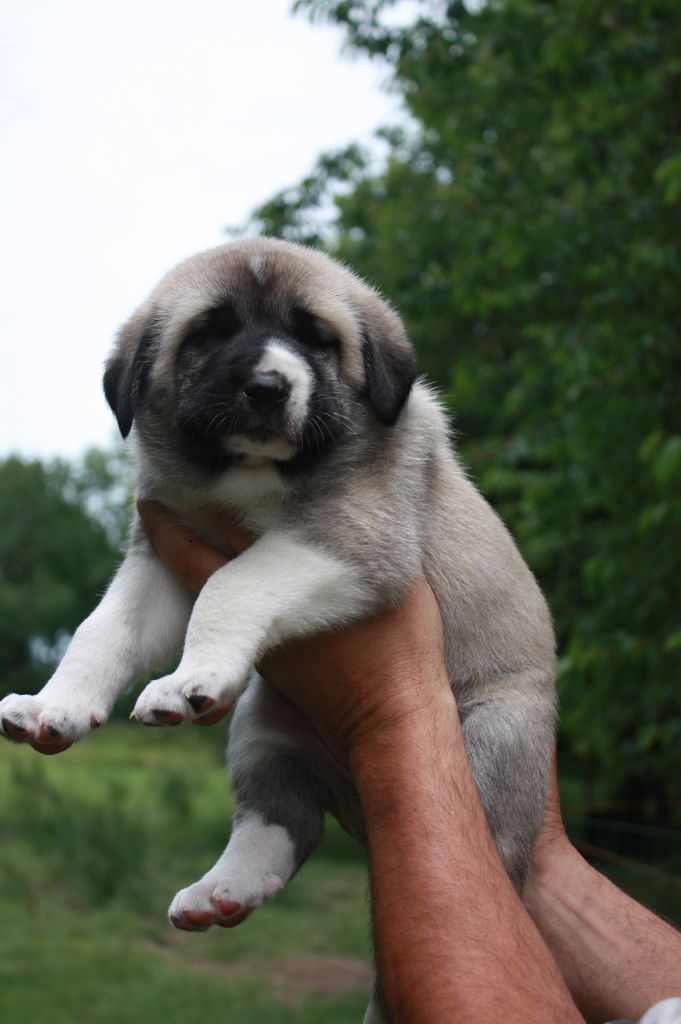 de la Lande du Loup Pendu - Chiot disponible  - Berger Kangal