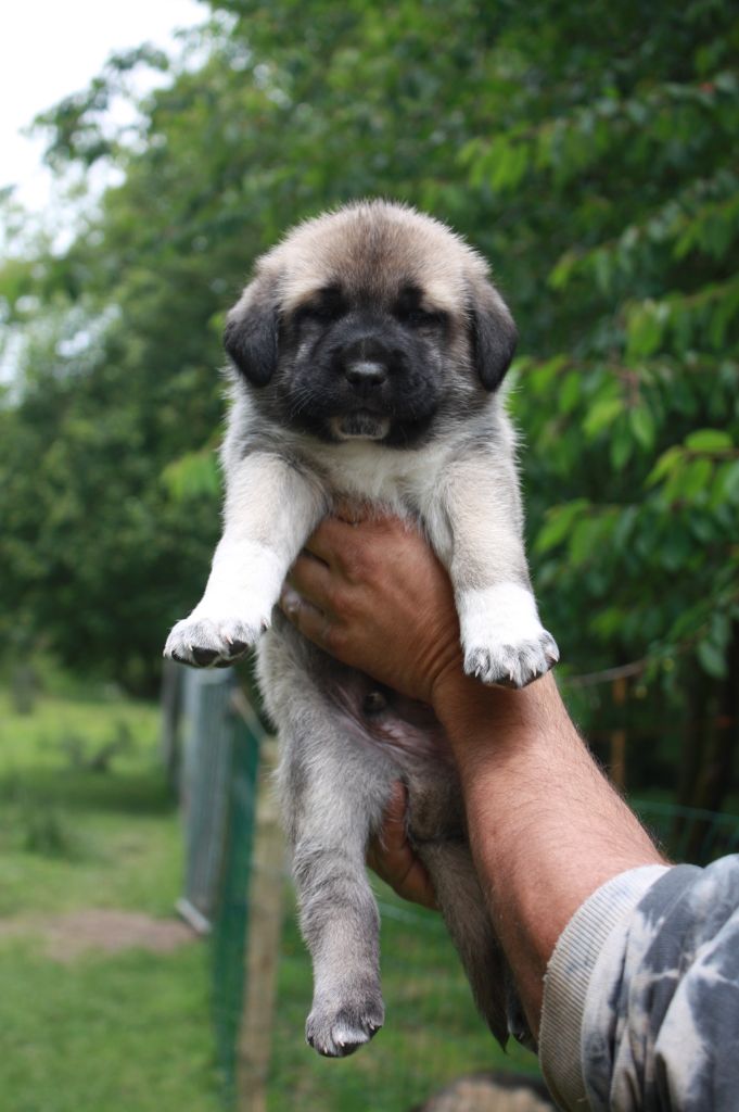 de la Lande du Loup Pendu - Chiot disponible  - Berger Kangal