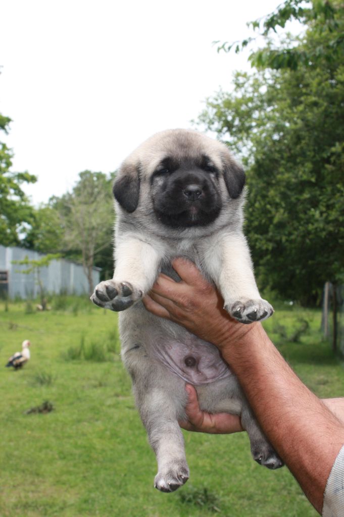 de la Lande du Loup Pendu - Chiot disponible  - Berger Kangal