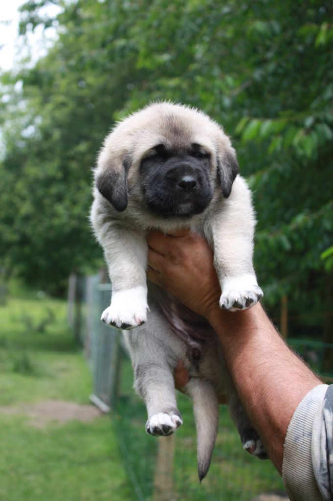 de la Lande du Loup Pendu - Chiot disponible  - Berger Kangal