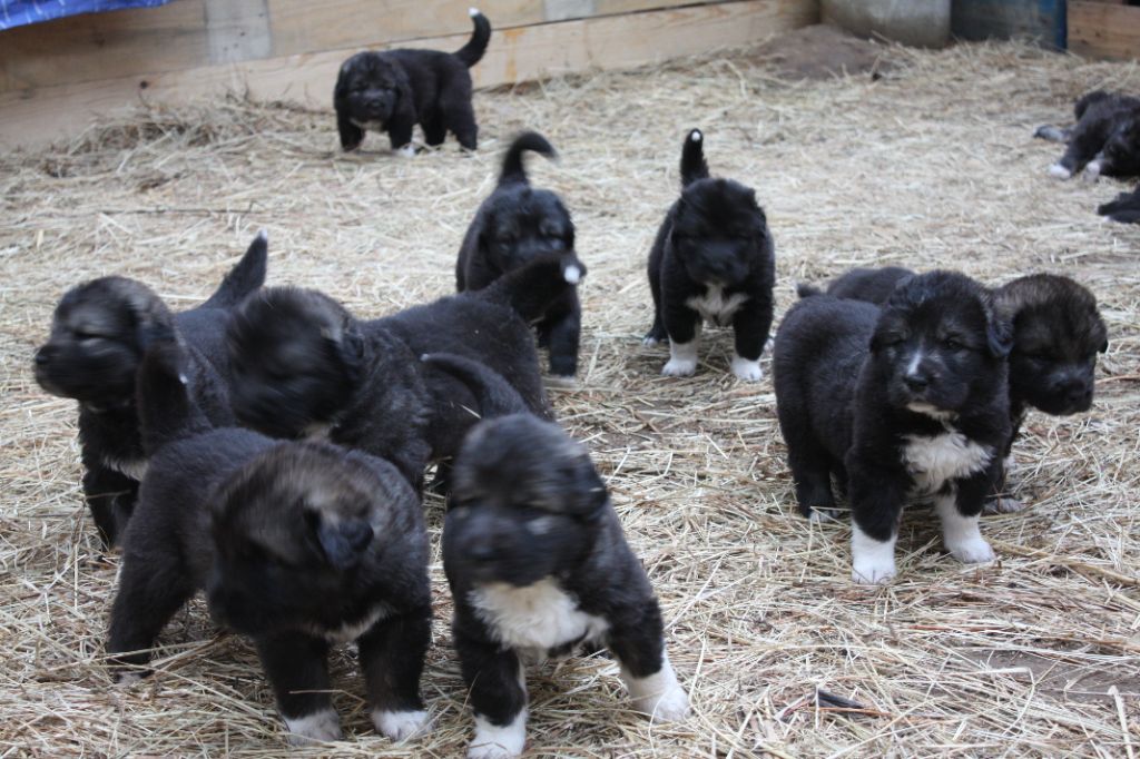 de la Lande du Loup Pendu - Chiot disponible  - Berger du Caucase