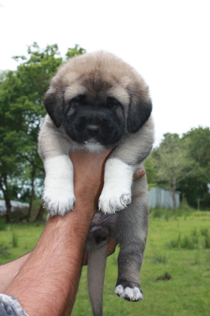 de la Lande du Loup Pendu - Chiot disponible  - Berger Kangal