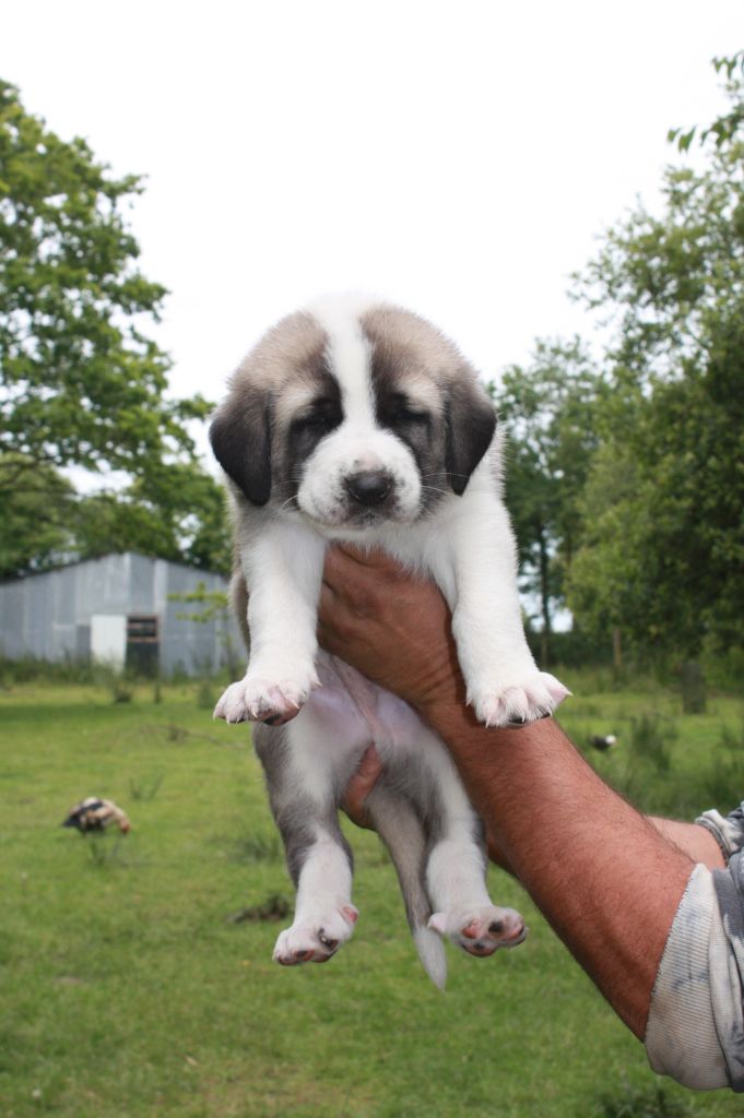 de la Lande du Loup Pendu - Chiot disponible  - Berger Kangal