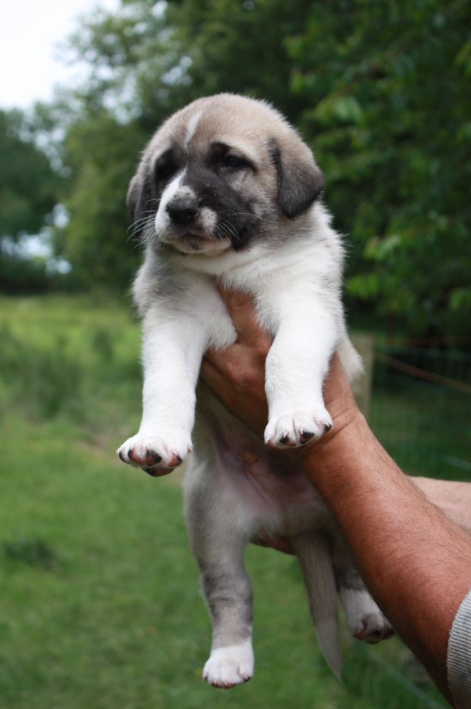 de la Lande du Loup Pendu - Chiot disponible  - Berger Kangal