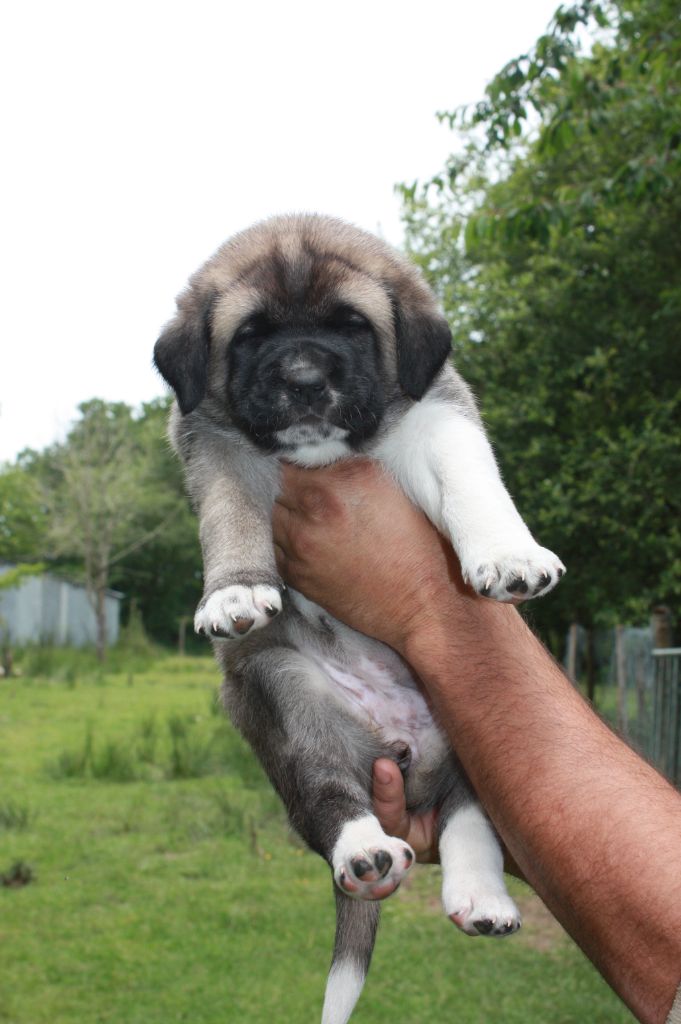 de la Lande du Loup Pendu - Chiot disponible  - Berger Kangal