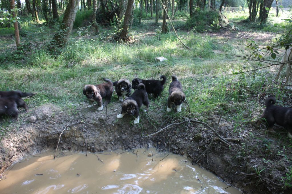 Chiot Berger du Caucase de la Lande du Loup Pendu